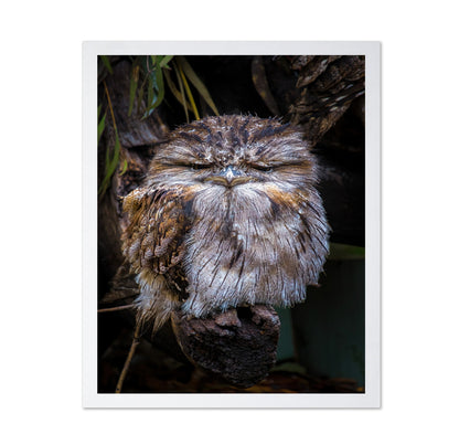 Grumpy Owl Closeup