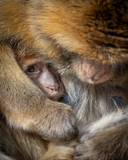 Baby Monkey Closeup