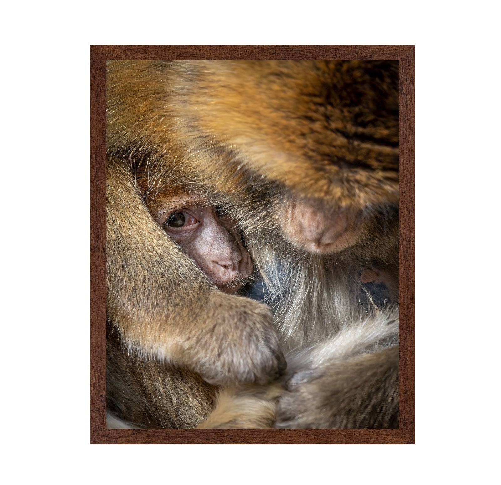 Baby Monkey Closeup