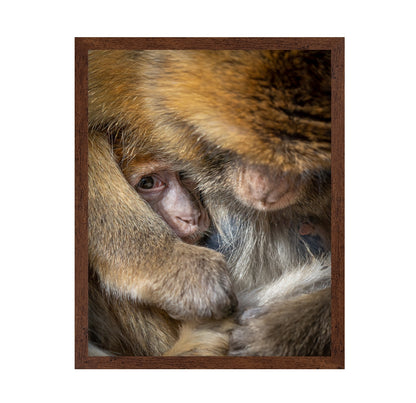 Baby Monkey Closeup