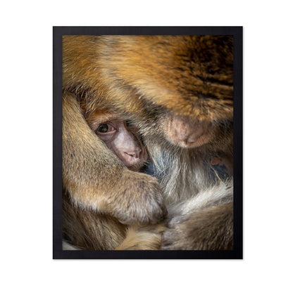 Baby Monkey Closeup