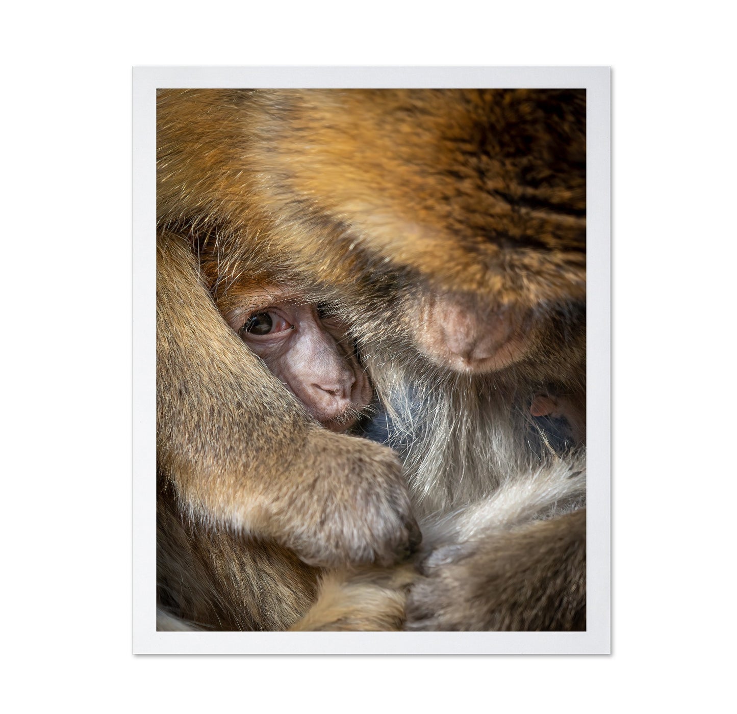 Baby Monkey Closeup