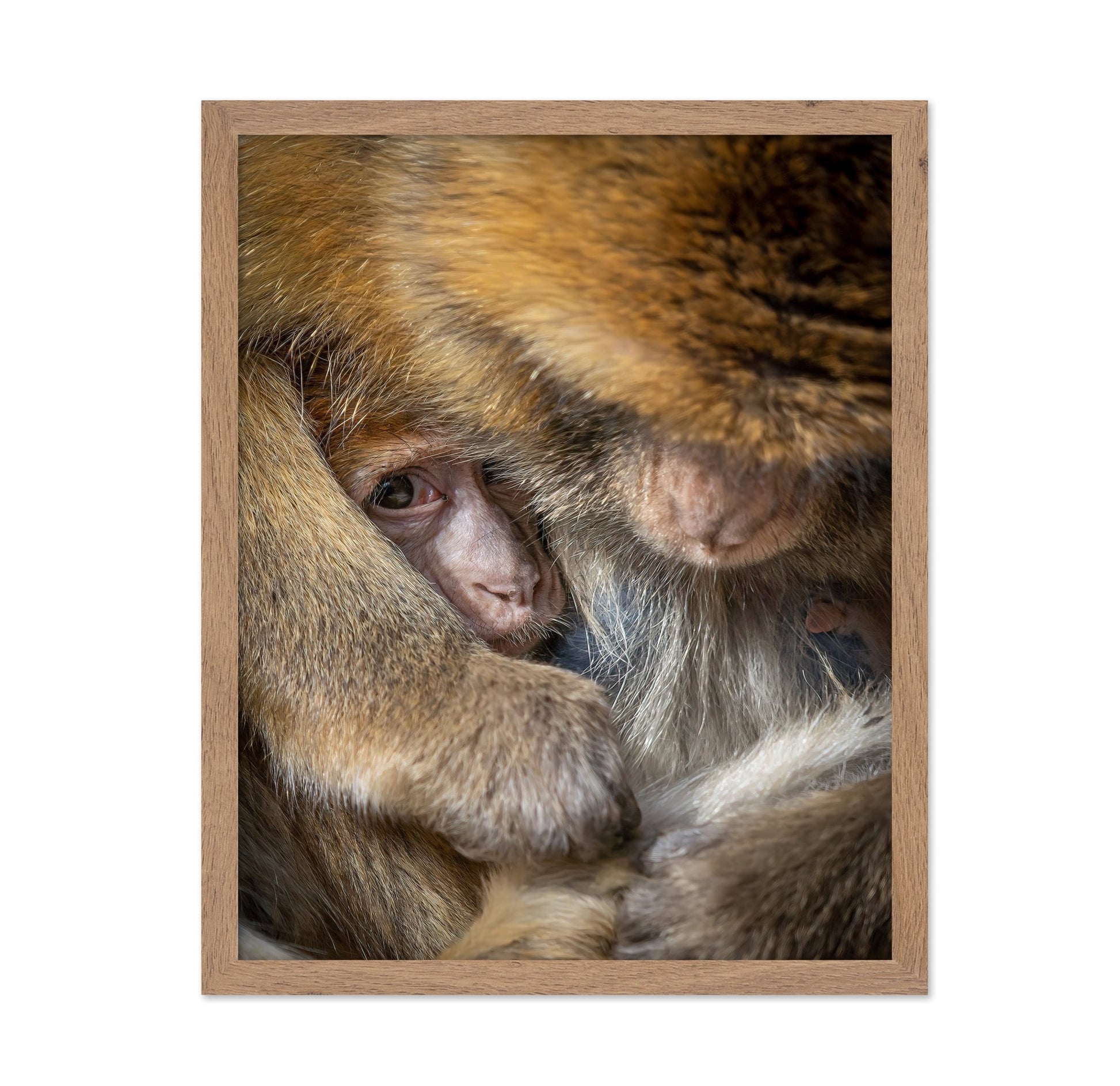 Baby Monkey Closeup