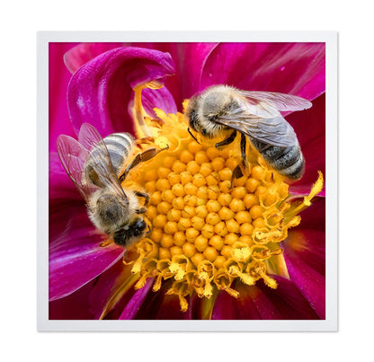 Bees On Pink Flower