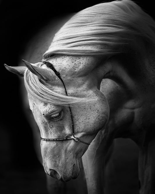 Graceful White Horse
