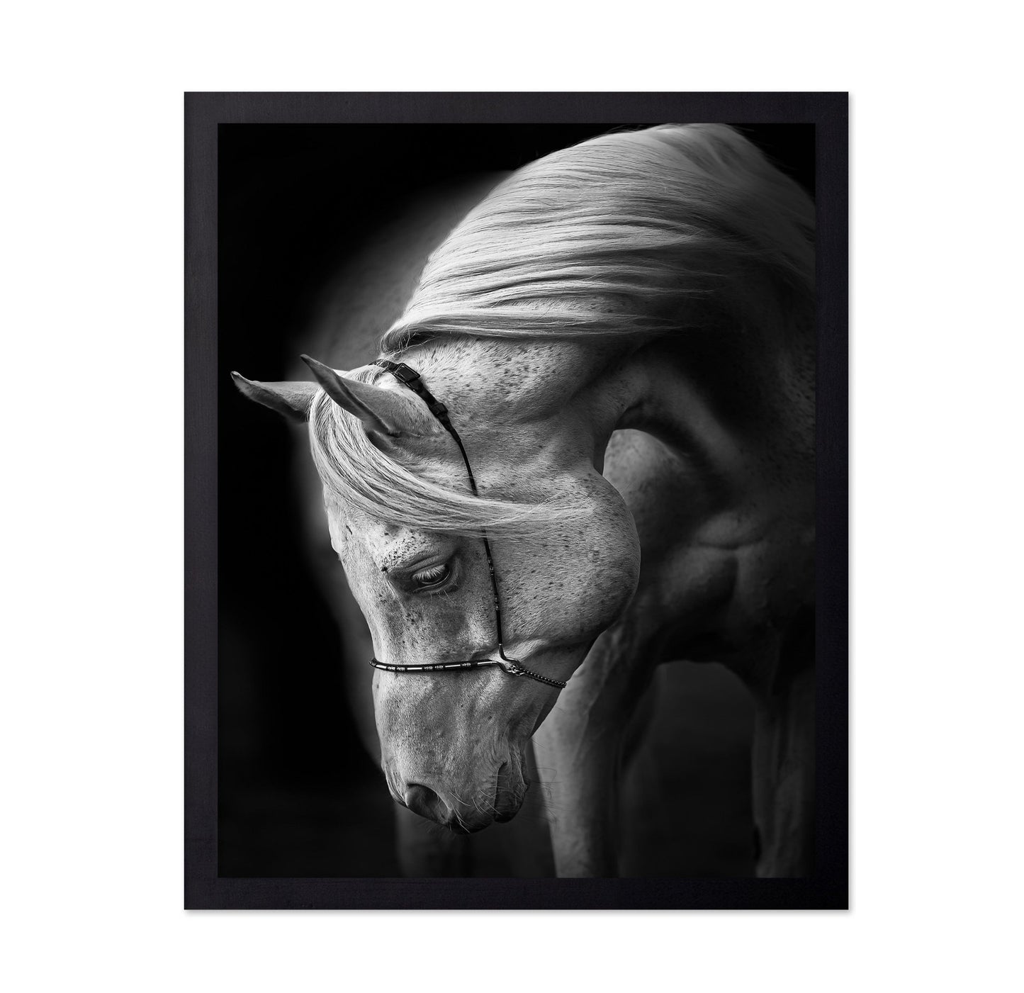 Graceful White Horse