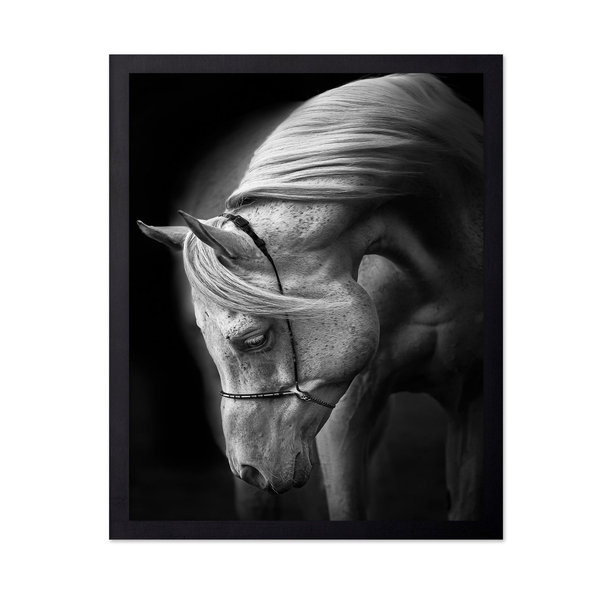 Graceful White Horse