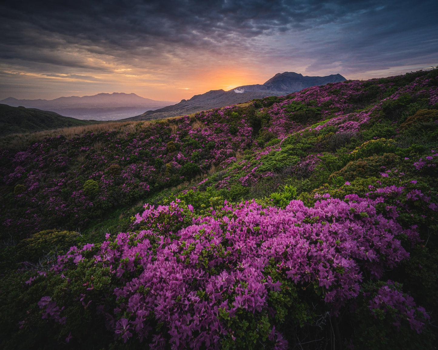 Purple Mountain Bloom