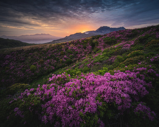 Purple Mountain Bloom