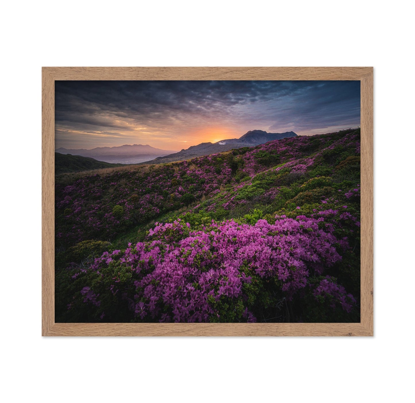 Purple Mountain Bloom