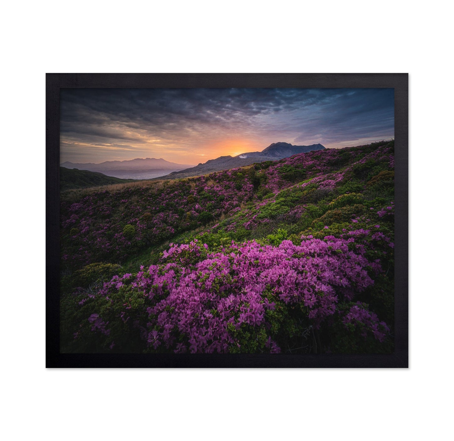 Purple Mountain Bloom