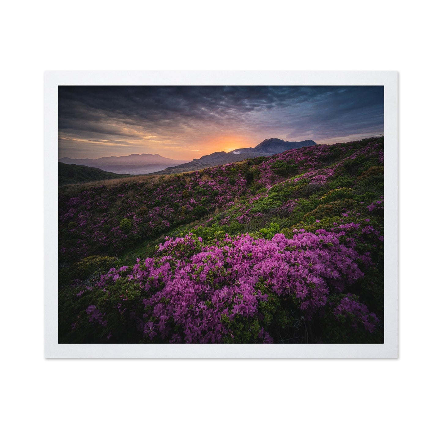 Purple Mountain Bloom