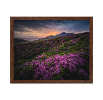Purple Mountain Bloom