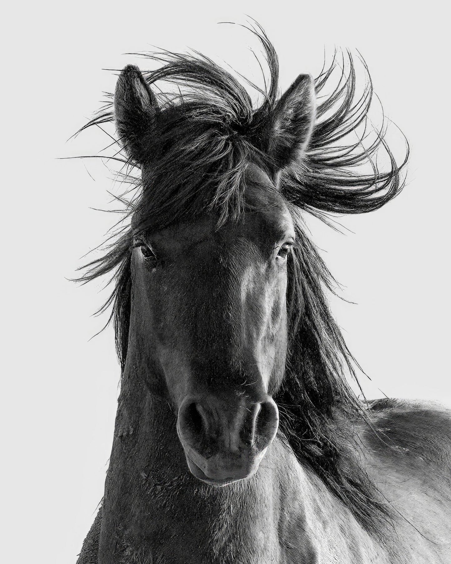 Wild Horse Portrait