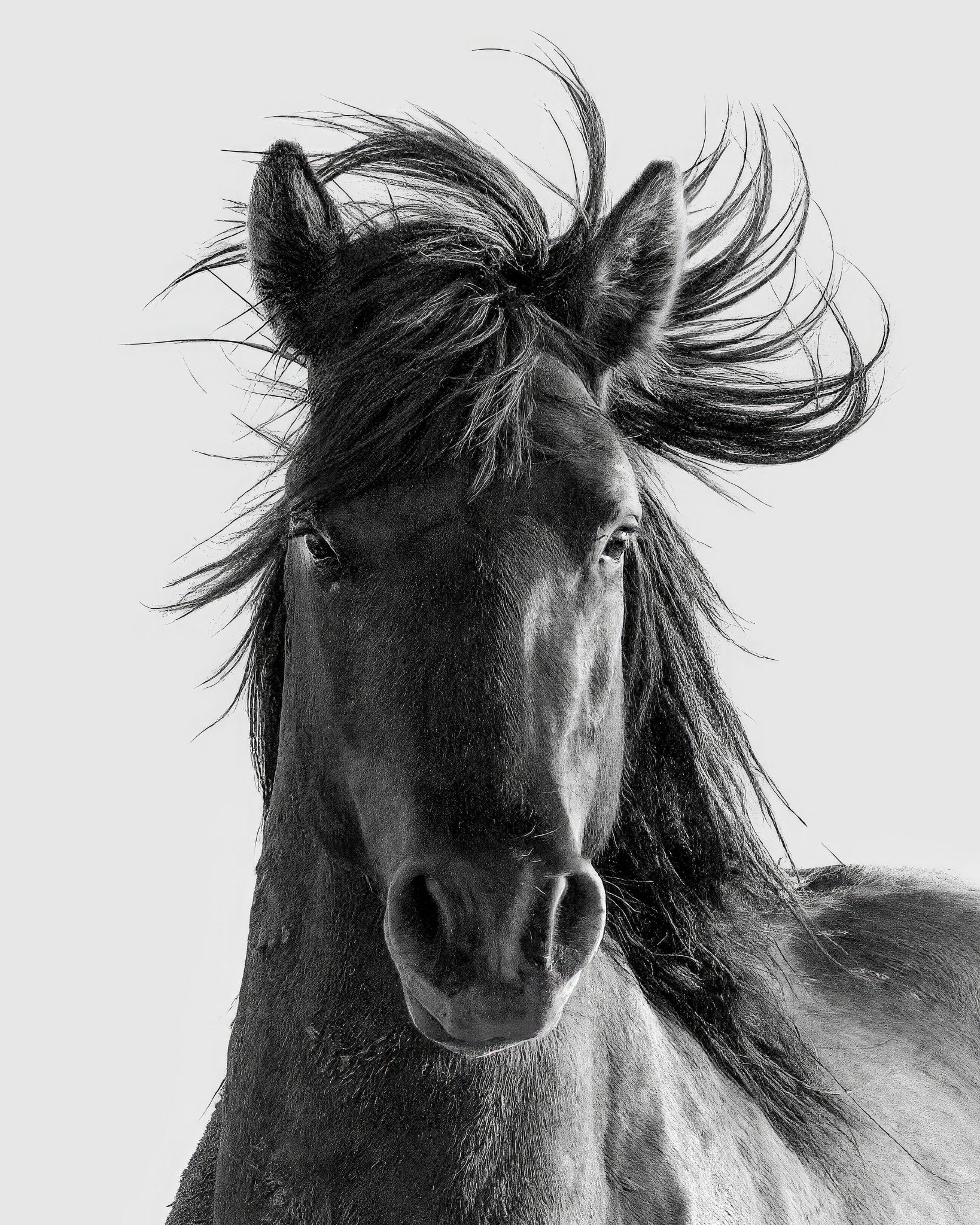 Wild Horse Portrait
