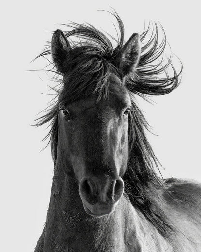 Wild Horse Portrait