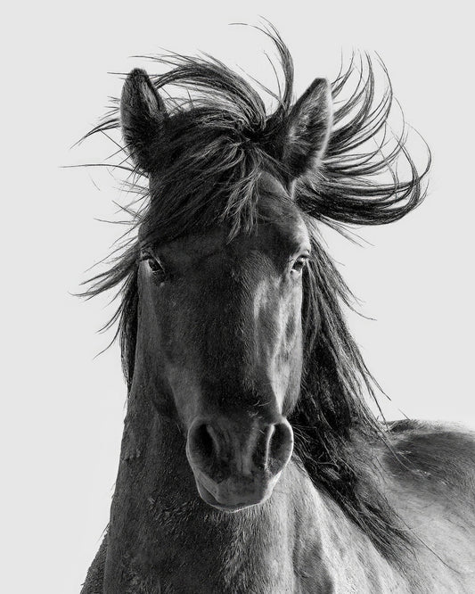 Wild Horse Portrait