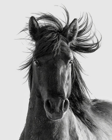 Wild Horse Portrait