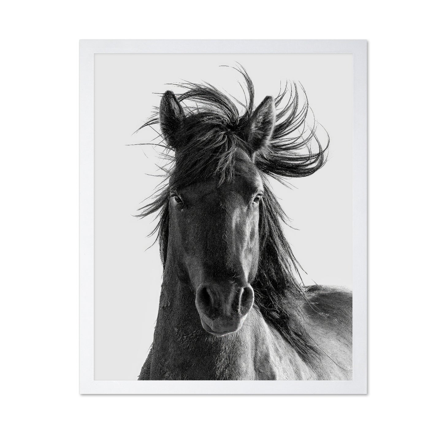 Wild Horse Portrait