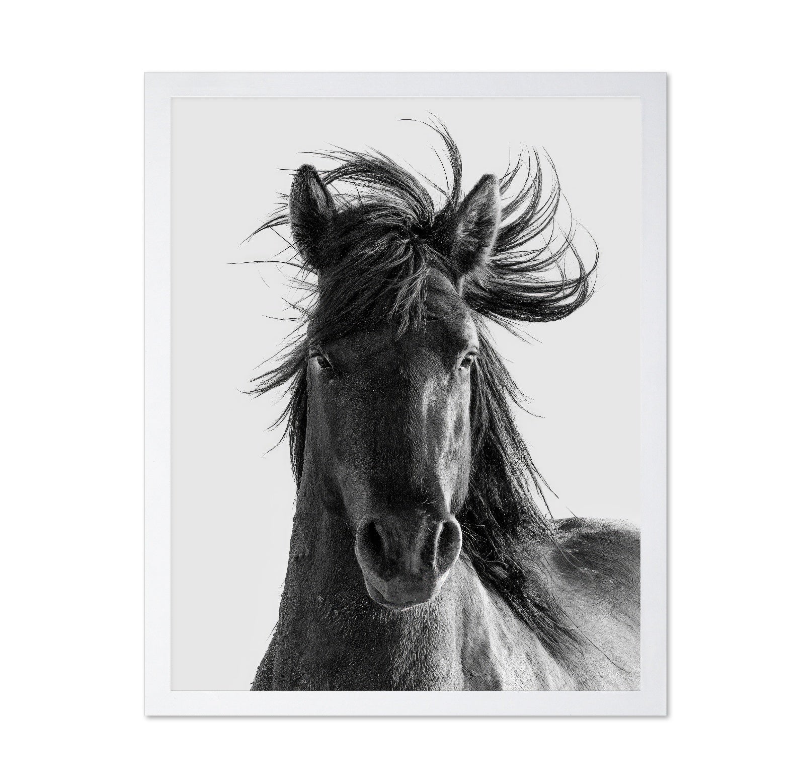 Wild Horse Portrait