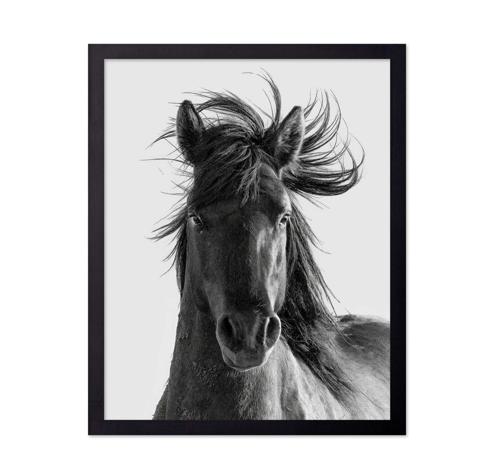 Wild Horse Portrait