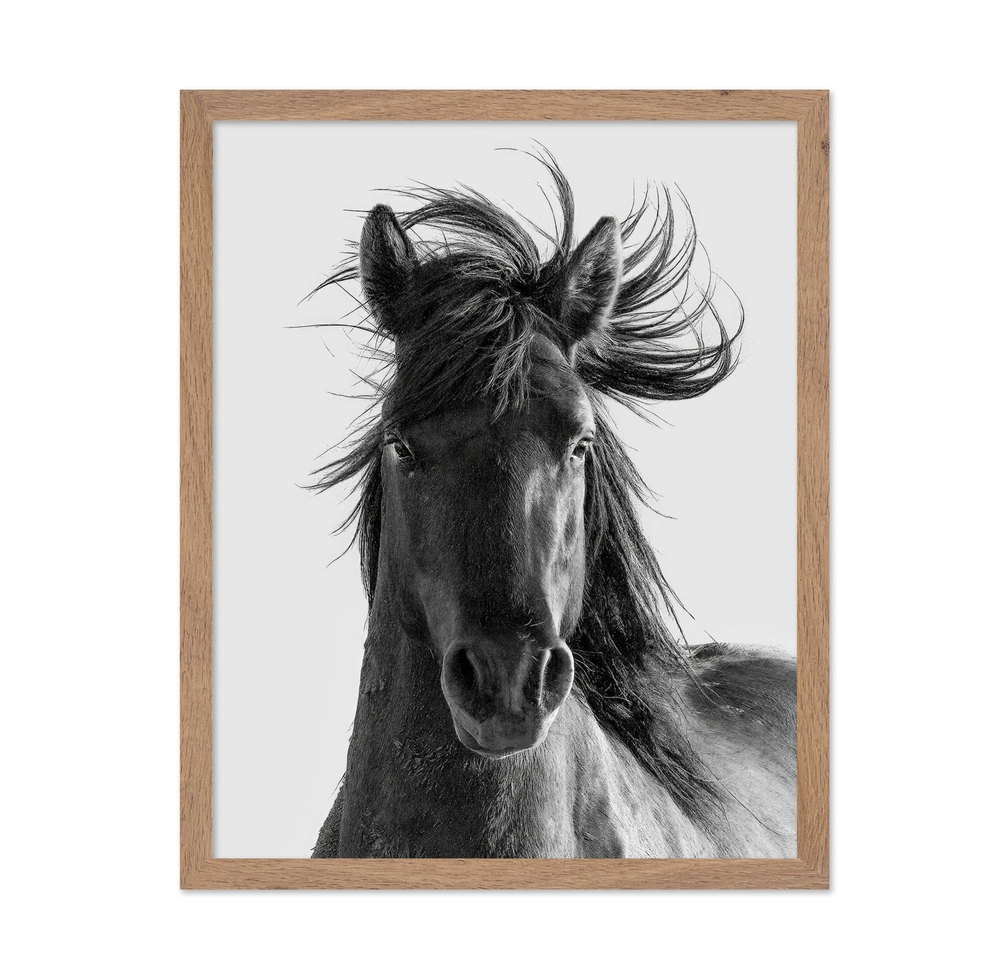 Wild Horse Portrait