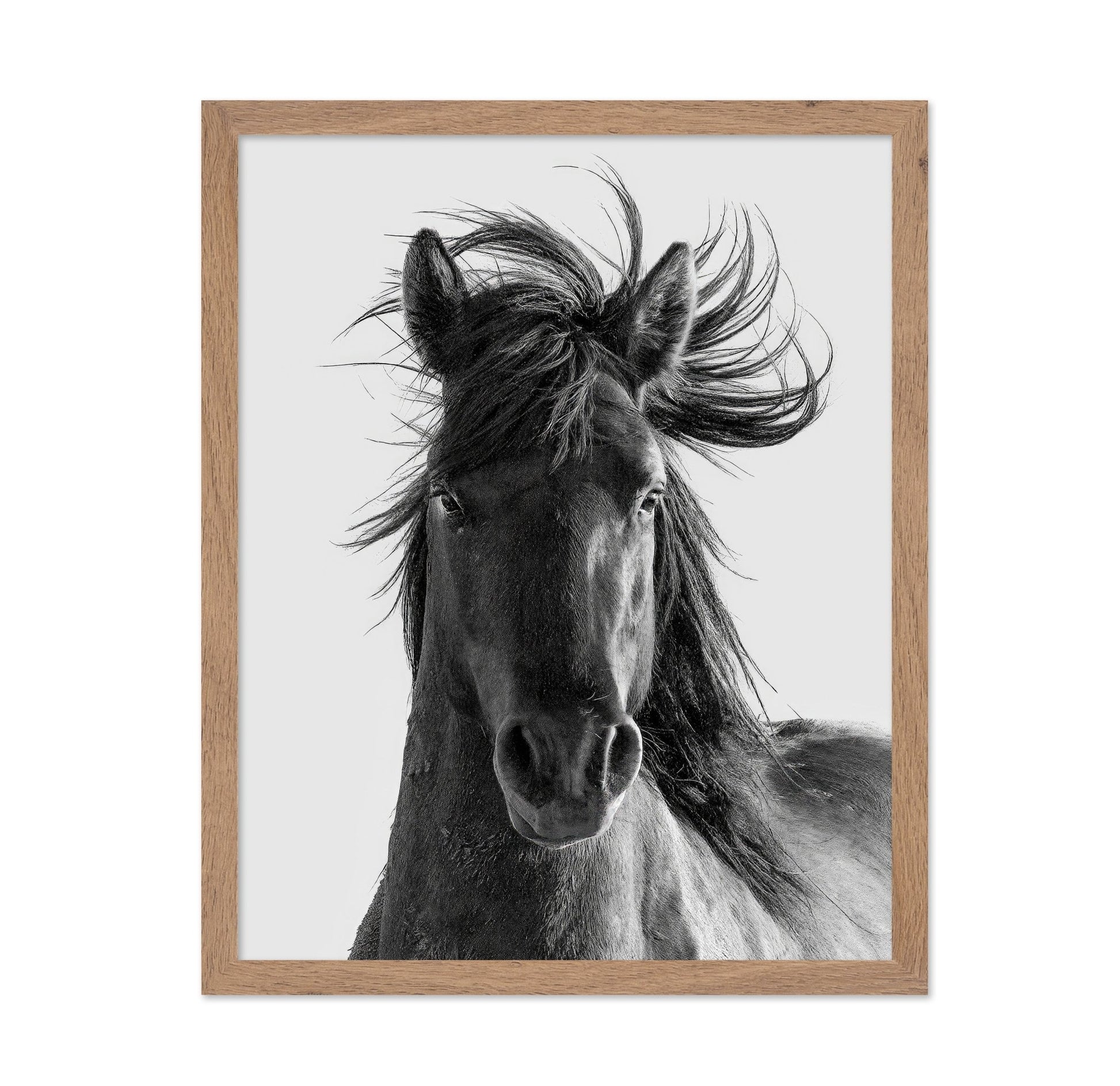 Wild Horse Portrait