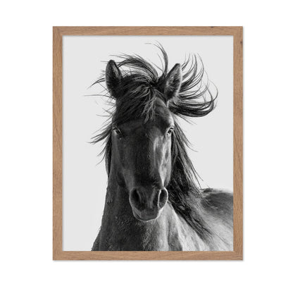 Wild Horse Portrait
