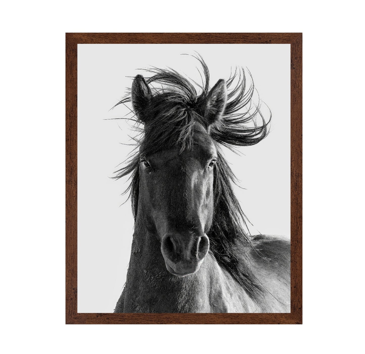 Wild Horse Portrait