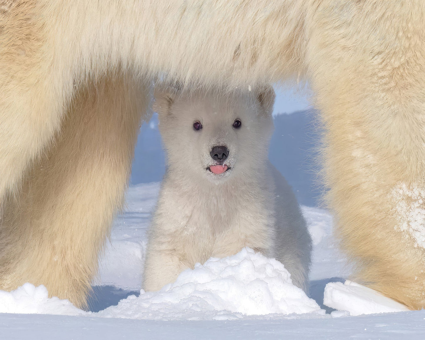 Polar Bear Cub