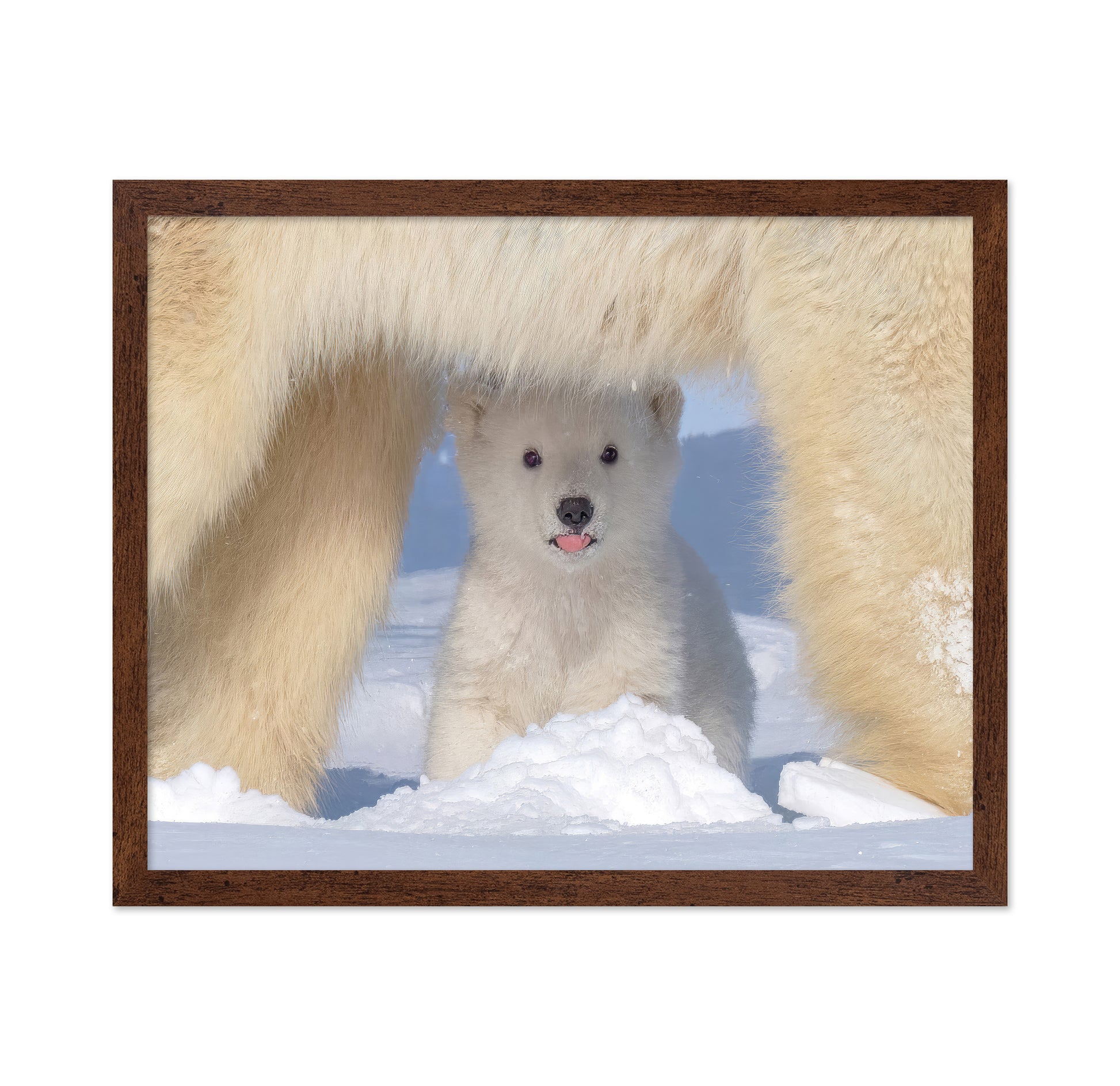 Polar Bear Cub