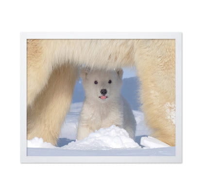 Polar Bear Cub