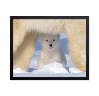 Polar Bear Cub