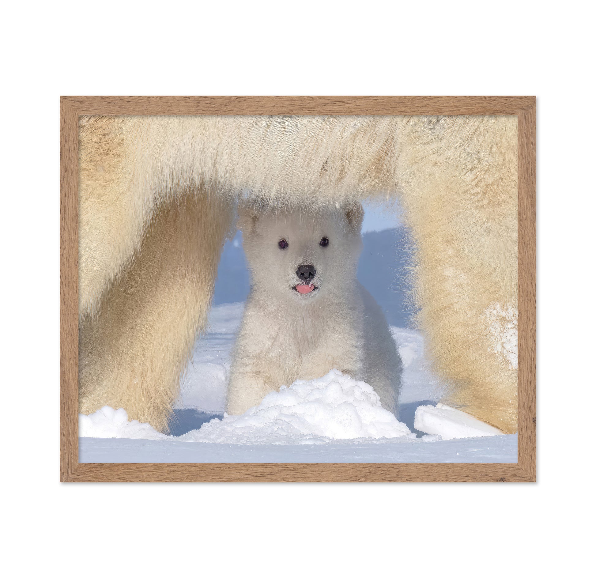 Polar Bear Cub