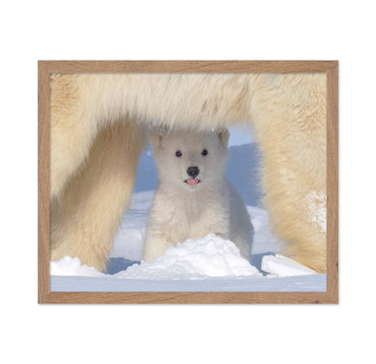Polar Bear Cub