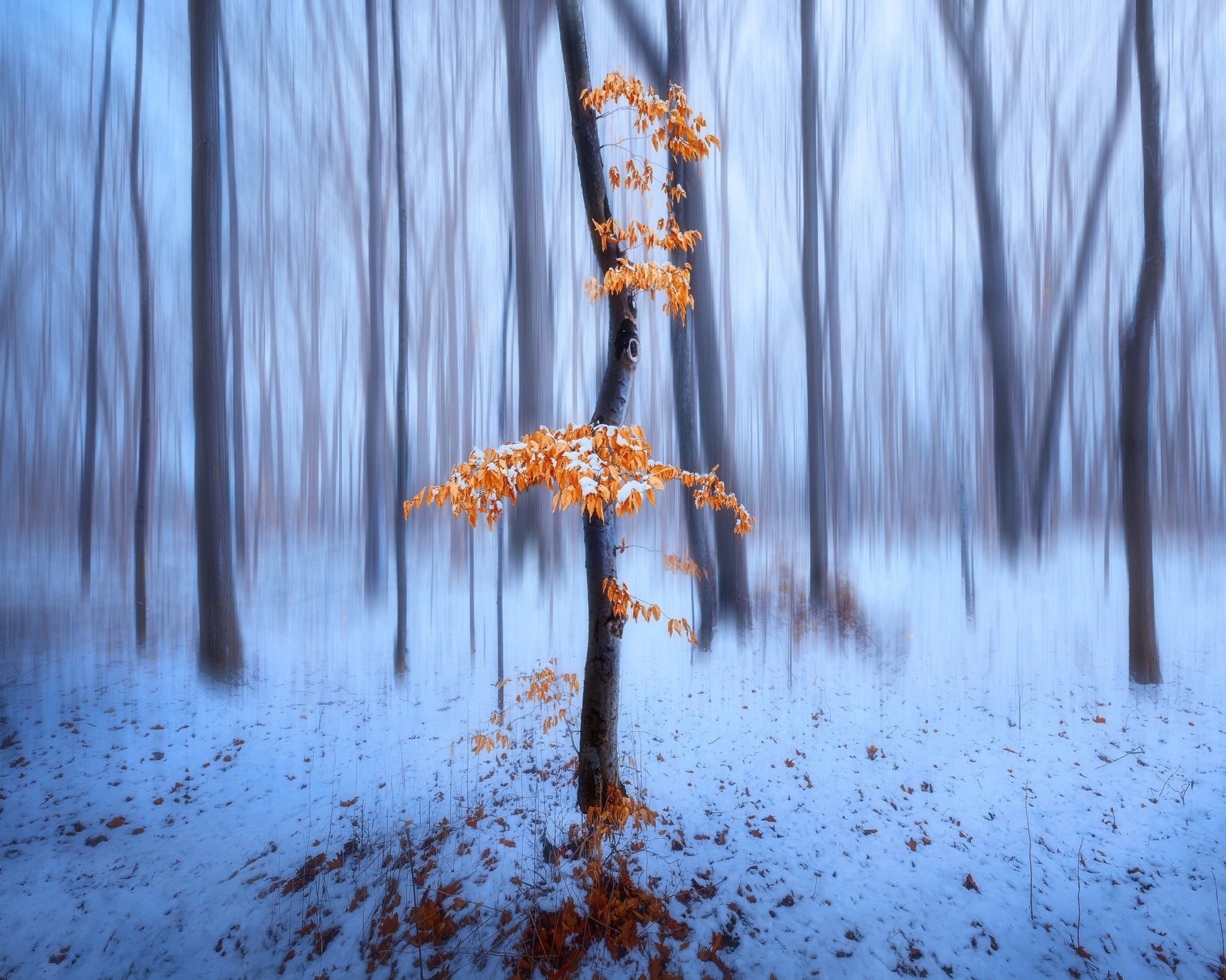 Winter Forest Glow No1