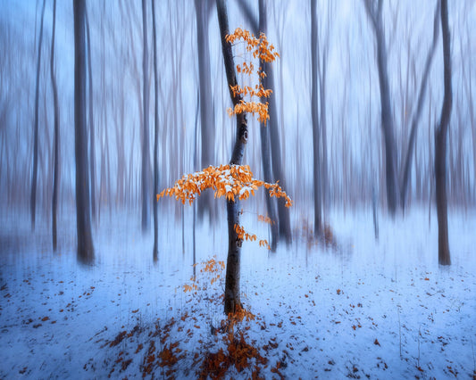 Winter Forest Glow No1