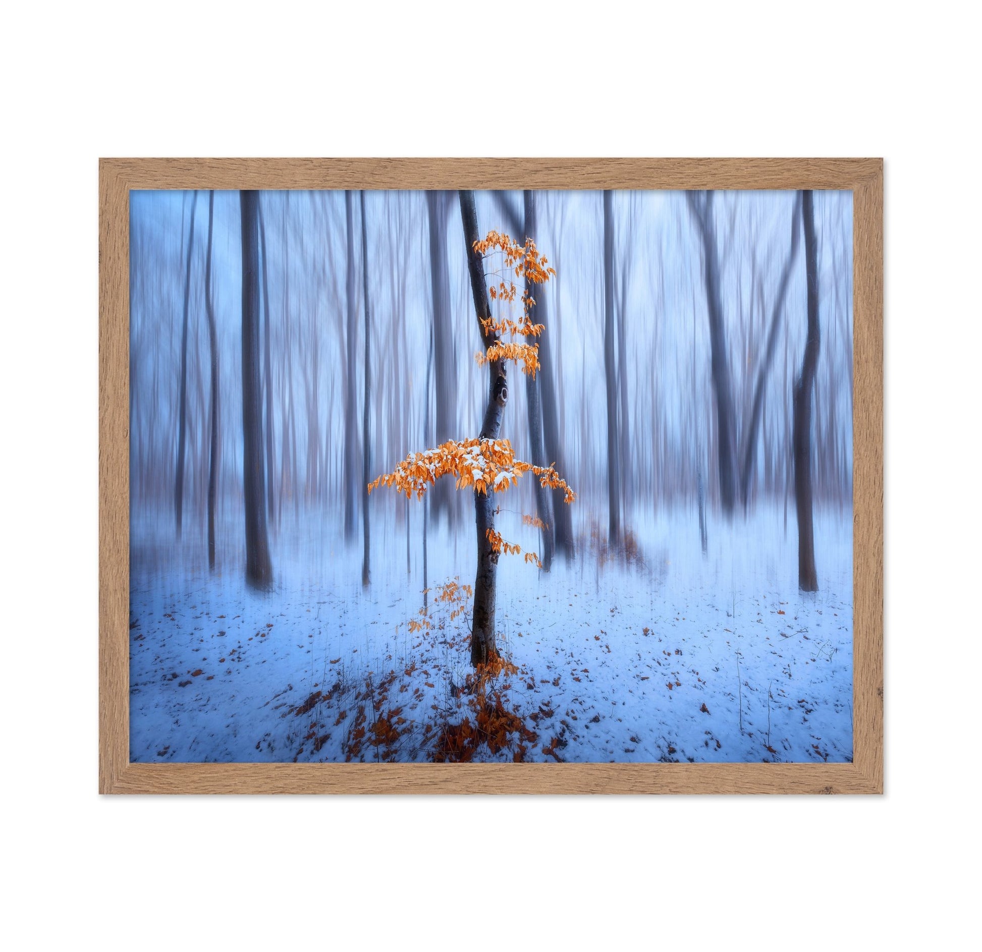 Winter Forest Glow No1
