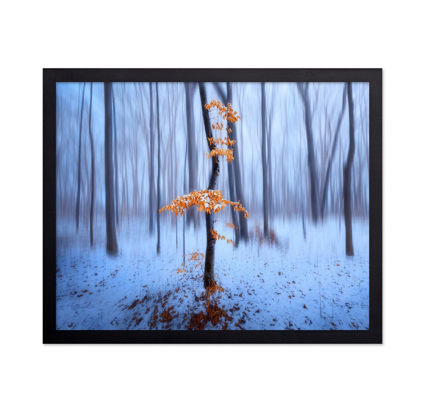 Winter Forest Glow No1