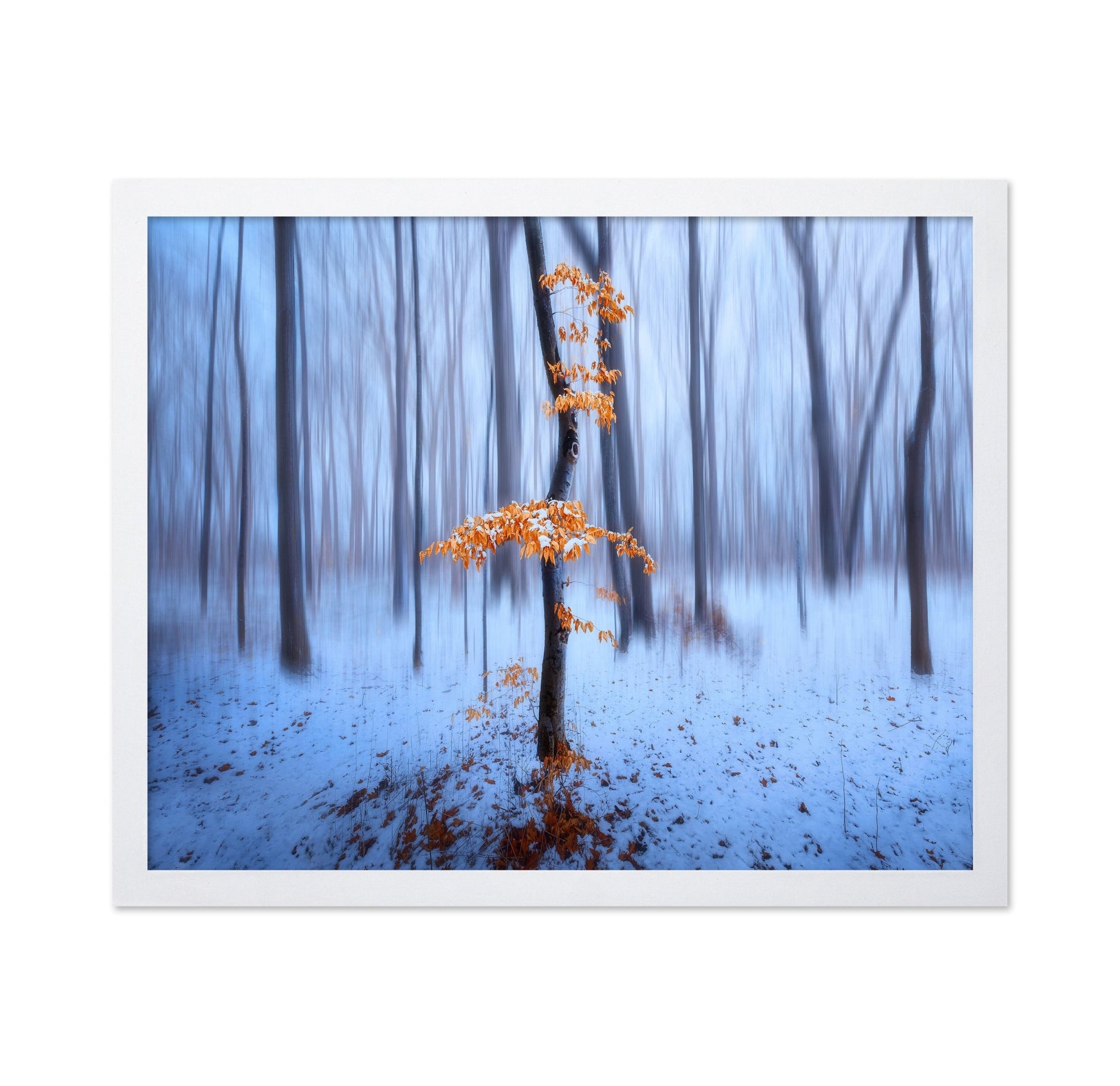 Winter Forest Glow No1