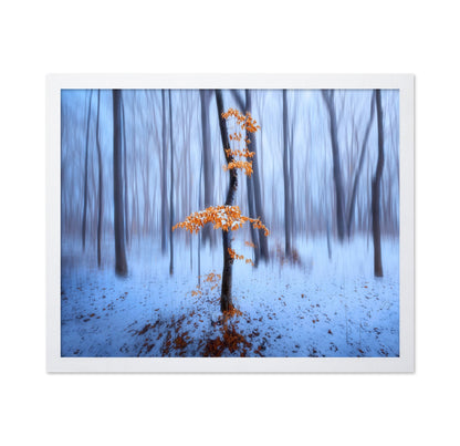 Winter Forest Glow No1