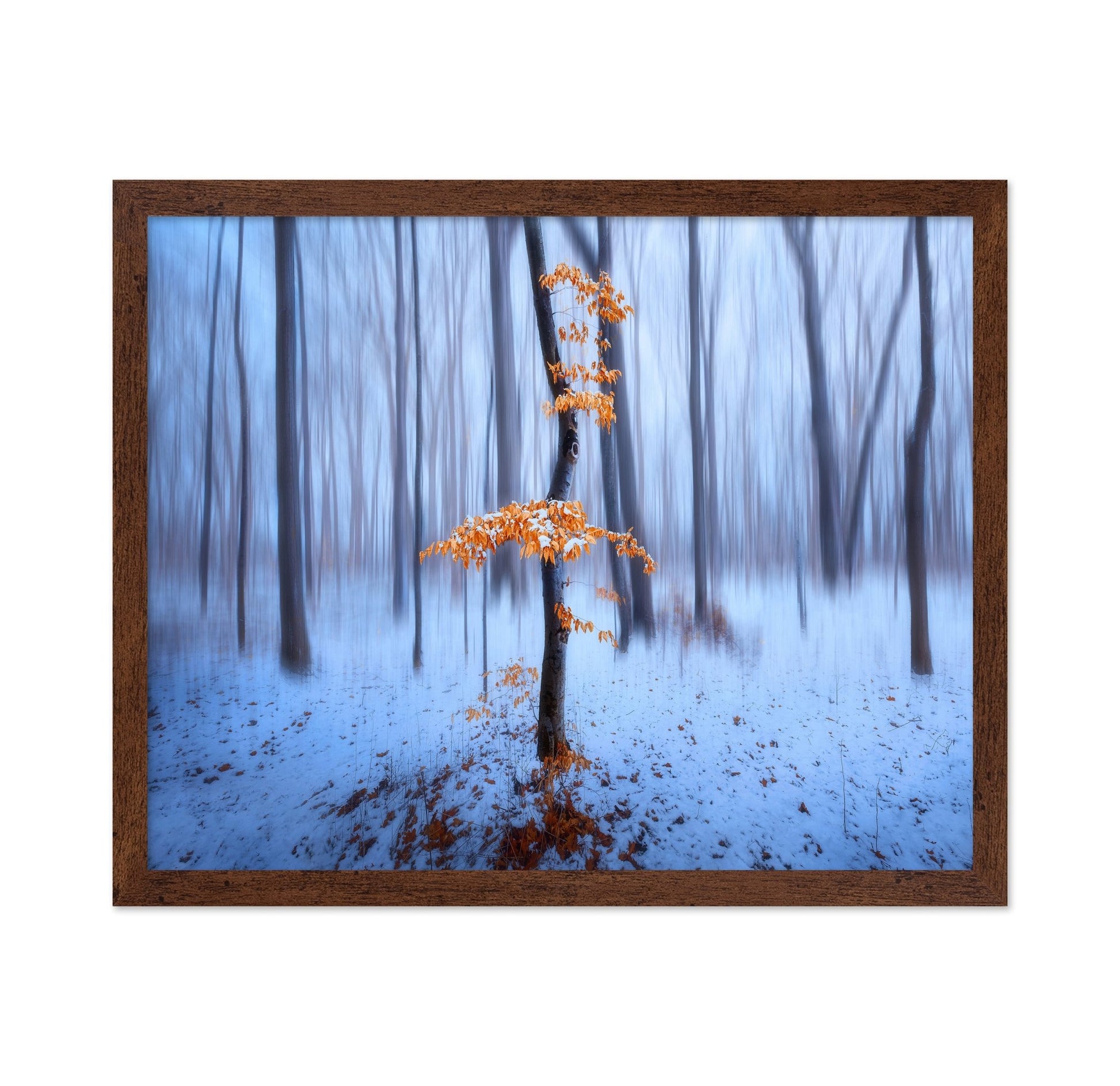 Winter Forest Glow No1