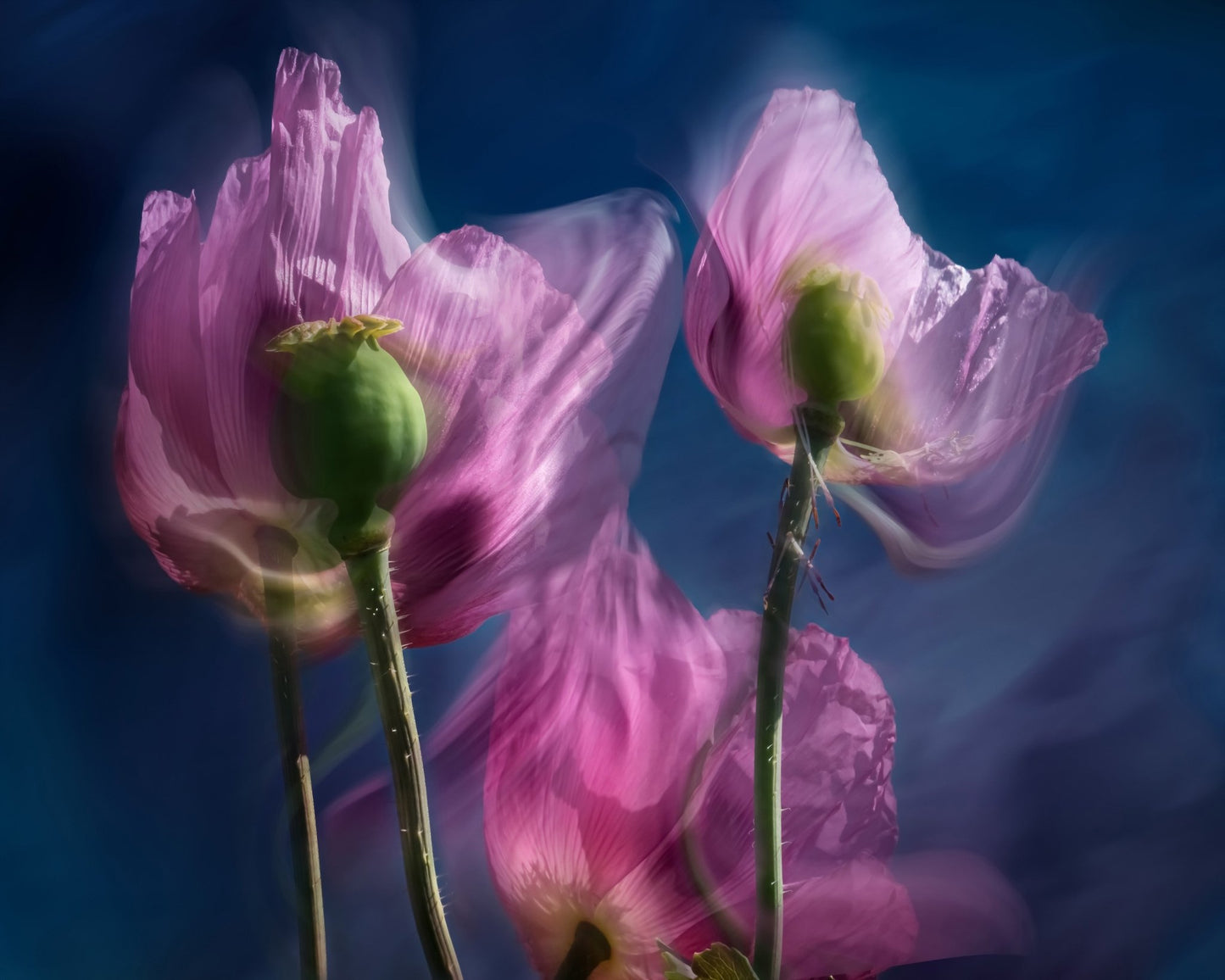 Dreamy Poppy Bloom