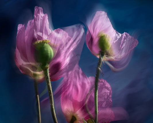 Dreamy Poppy Bloom
