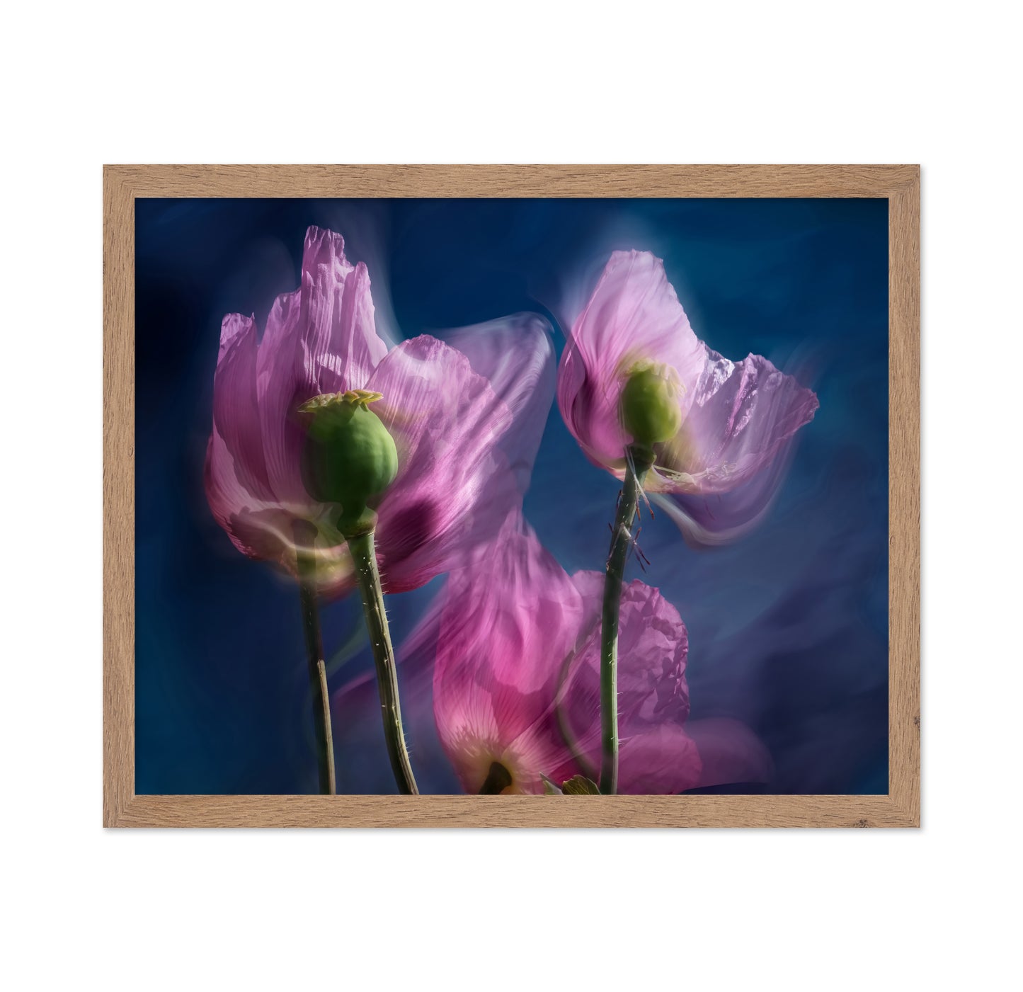 Dreamy Poppy Bloom
