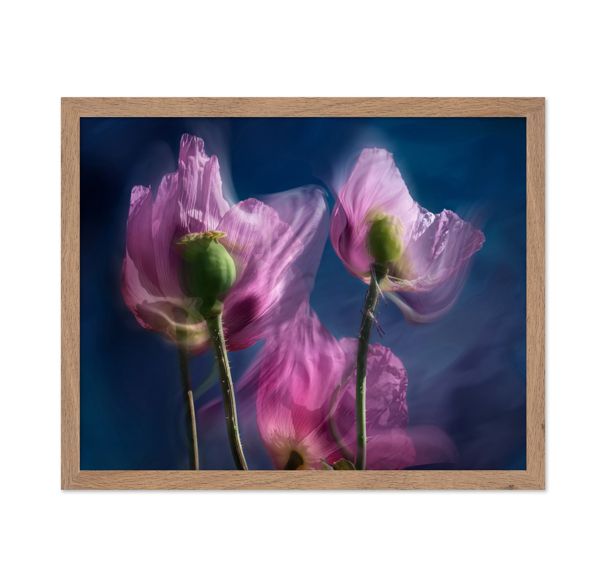 Dreamy Poppy Bloom