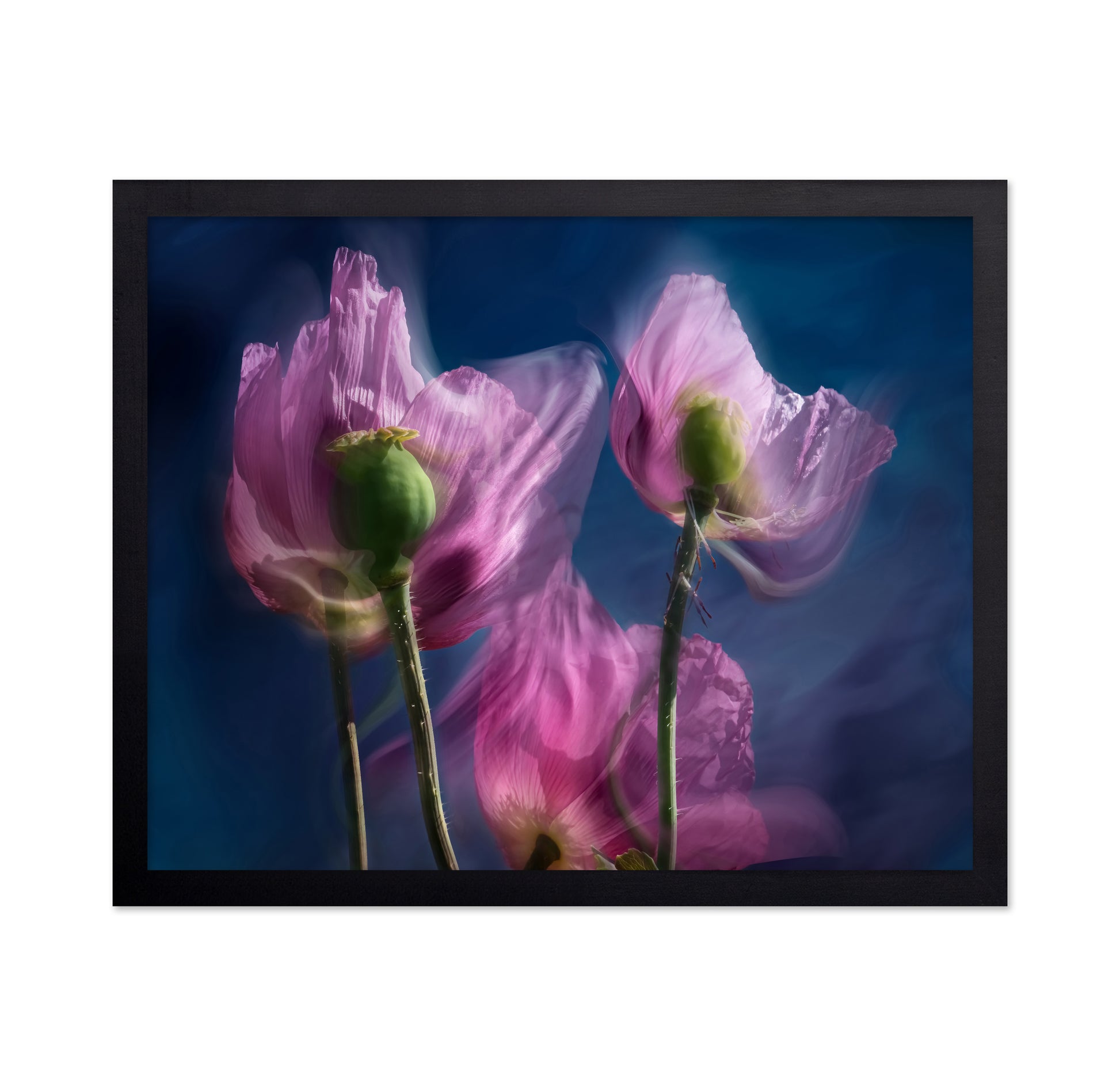 Dreamy Poppy Bloom