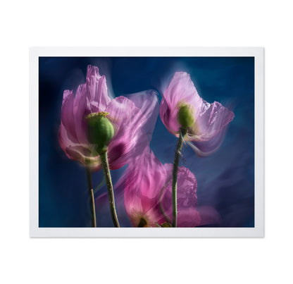 Dreamy Poppy Bloom