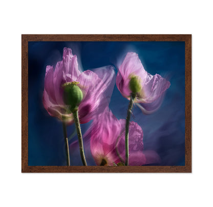 Dreamy Poppy Bloom