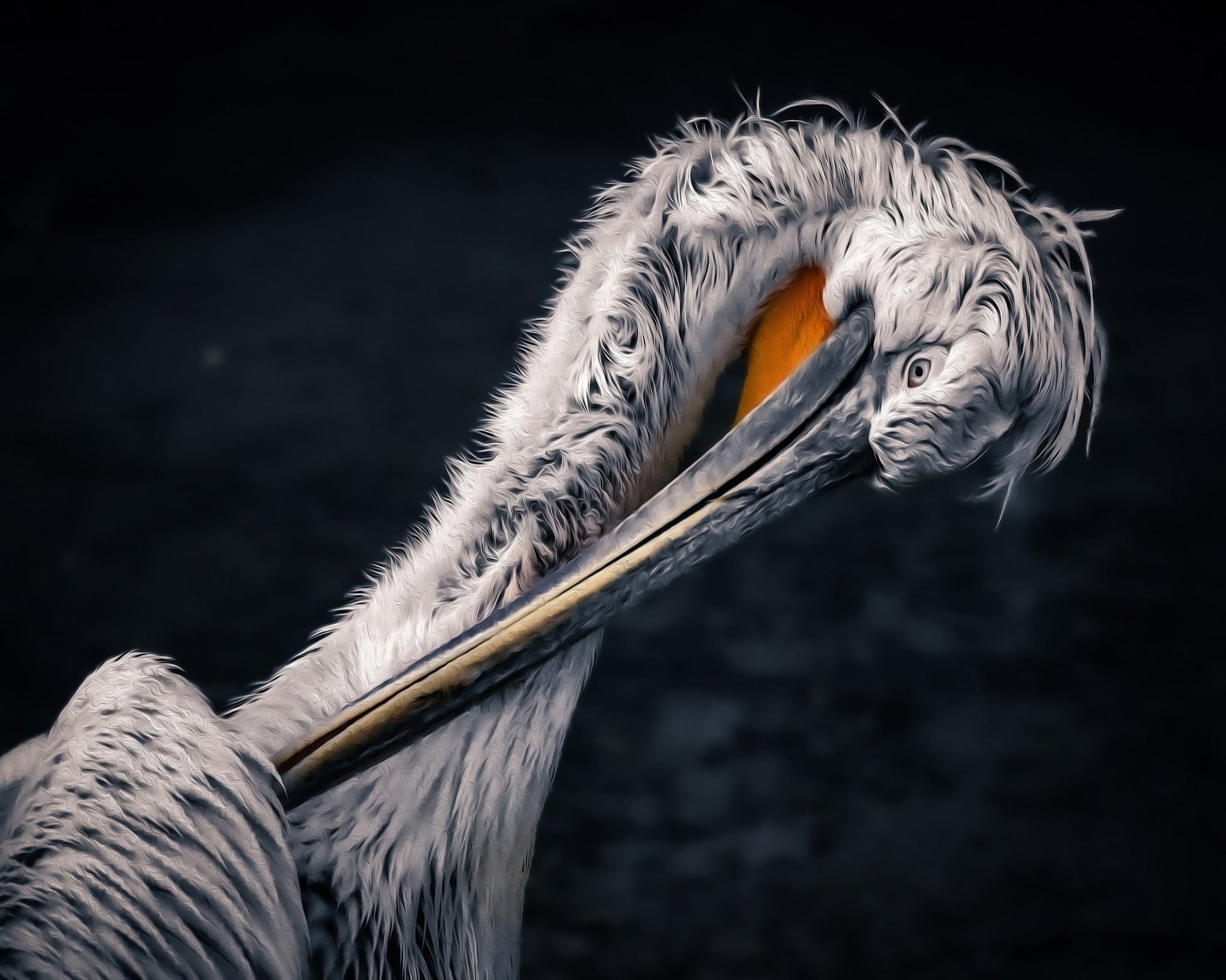 Curved Pelican Portrait